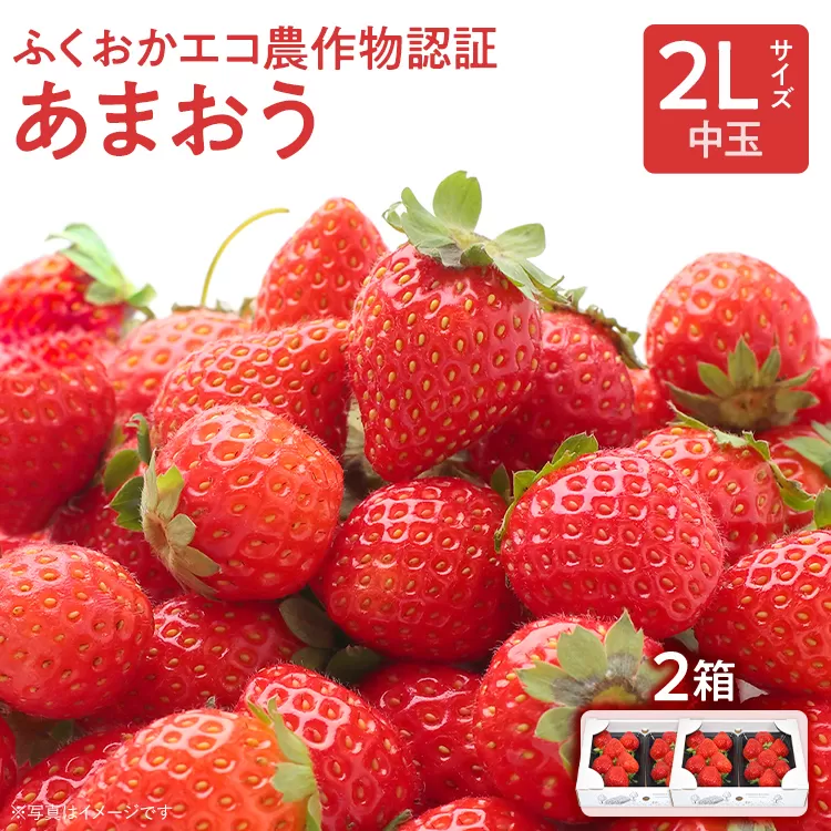 ふくおかエコ農作物認証あまおう 2Lサイズ 2箱セット あまおう イチゴ 苺 いちご フルーツ 果物 くだもの 福岡県産 お取り寄せグルメ お取り寄せ 福岡 お土産 九州 福岡土産 取り寄せ グルメ 福岡県