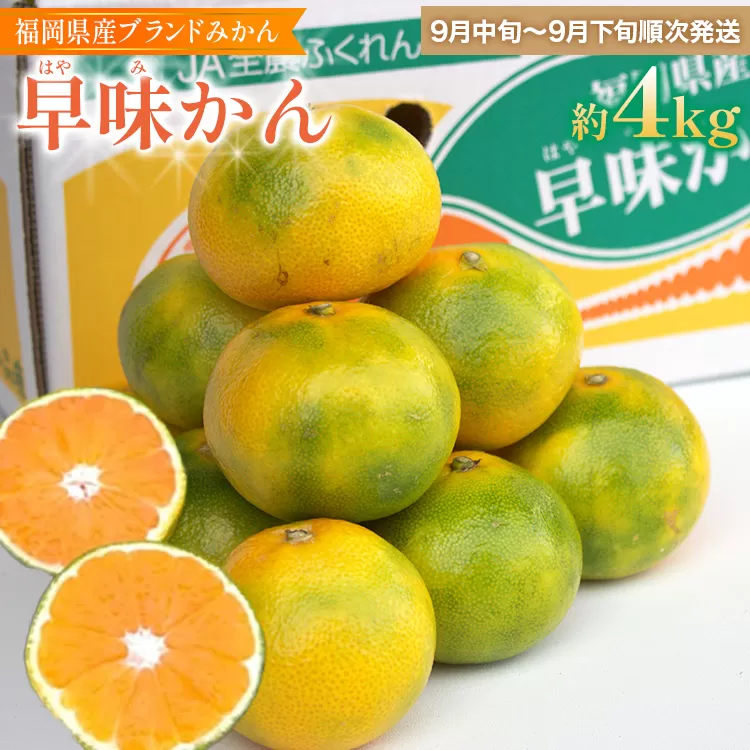 福岡県産ブランドみかん 「早味かん」 約4kg