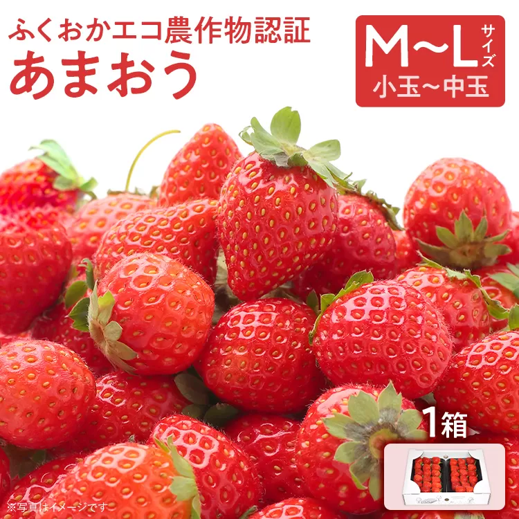 ふくおかエコ農作物認証あまおう M〜Lサイズ 1箱セット あまおう イチゴ 苺 いちご フルーツ 果物 くだもの 福岡県産 お取り寄せグルメ お取り寄せ 福岡 お土産 九州 福岡土産 取り寄せ グルメ 福岡県