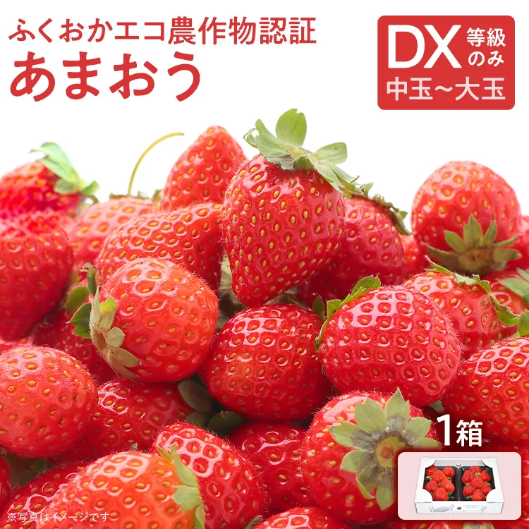 ふくおかエコ農作物認証あまおう DX等級のみ 1箱セット あまおう イチゴ 苺 いちご フルーツ 果物 くだもの 福岡県産 お取り寄せグルメ お取り寄せ 福岡 お土産 九州 福岡土産 取り寄せ グルメ 福岡県