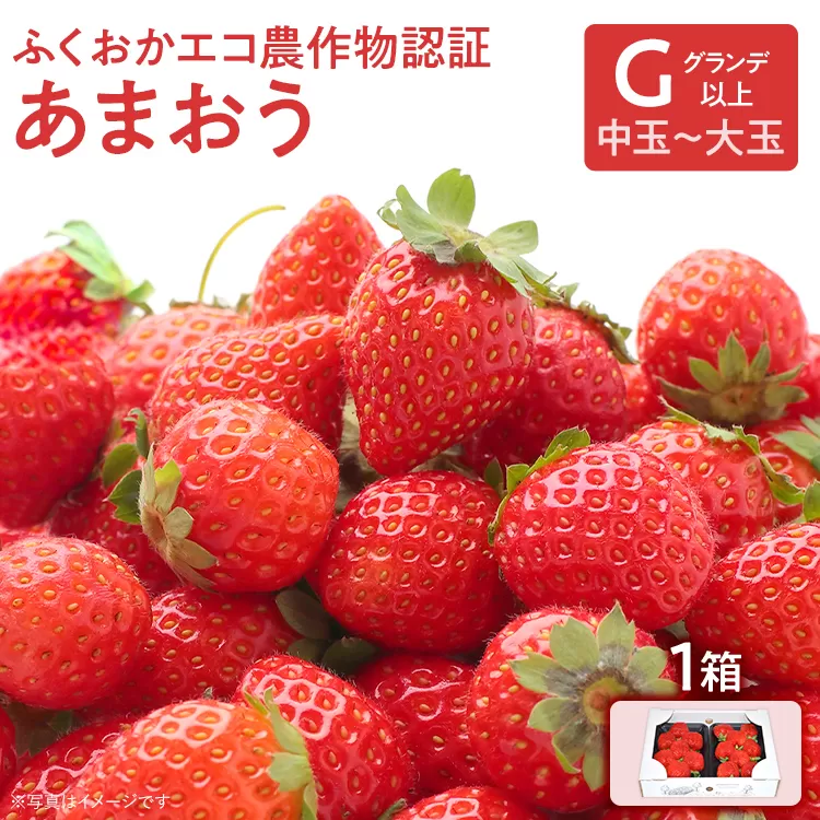 ふくおかエコ農作物認証あまおう G以上【選べる】 あまおう イチゴ 苺 いちご フルーツ 果物 くだもの 福岡県産 お取り寄せグルメ お取り寄せ 福岡 お土産 九州 福岡土産 取り寄せ グルメ 福岡県