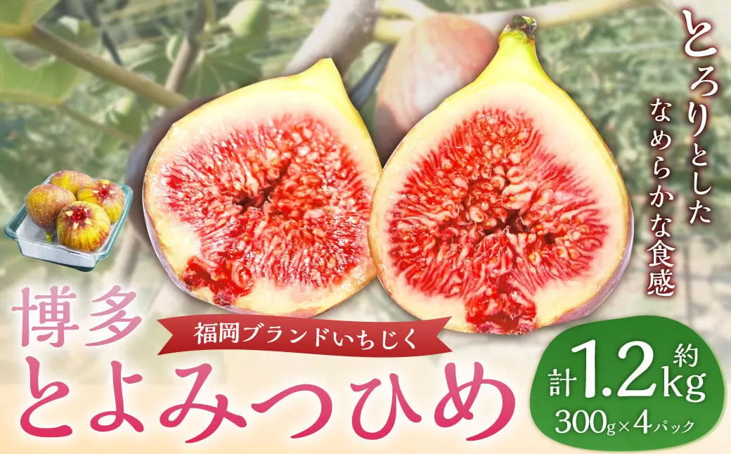 福岡県ブランドいちじく「博多とよみつひめ」4パック 無花果 イチジク 果物 くだもの フルーツ 【2025年8月下旬～2025年10月下旬発送予定】
