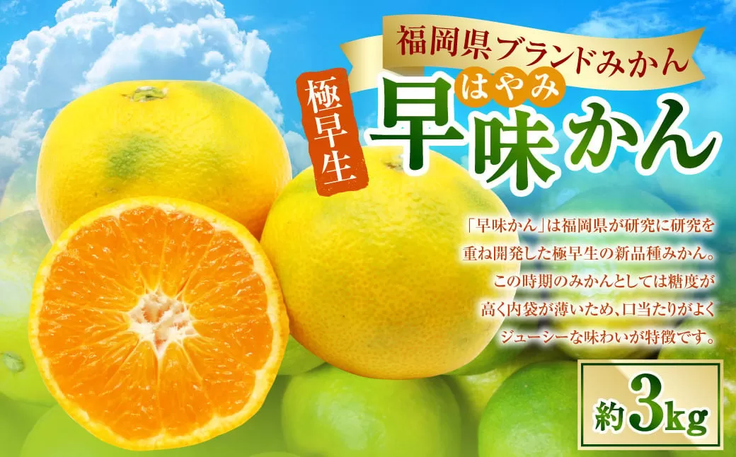 福岡県ブランドみかん「早味かん」3kg みかん オレンジ 果物 フルーツ 冷蔵 福岡県産【2025年9月下旬-10月下旬発送予定】　