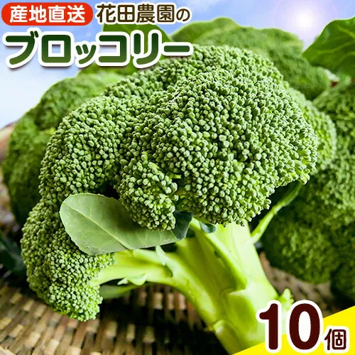 ブロッコリー 花田農園 の ブロッコリー 10個 花田農園 《11月下旬-3月末頃出荷》福岡県 鞍手町 ぶろっこりー 野菜 ブロッコリー 産地直送 送料無料