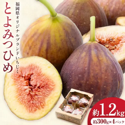 いちじく 無花果 とよみつひめ 約1.2kg 約300g × 4パック 南国フルーツ株式会社[8月上旬-10月中旬頃出荷]福岡県 鞍手町 福岡県産 いちじく フルーツ 果物
