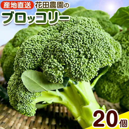ブロッコリー 花田農園 の ブロッコリー 20個 花田農園 《11月下旬-3月末頃出荷》福岡県 鞍手町 ぶろっこりー 野菜 ブロッコリー 産地直送 送料無料