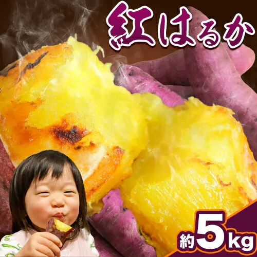 厳選 紅はるか 5kg しょうた農園《12月上旬-3月末頃出荷》福岡県 鞍手町 紅はるか さつまいも 芋 いも イモ サツマイモ
