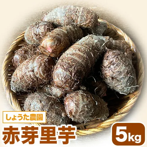 里芋 赤芽里芋 約5kg しょうた農園《11月上旬-3月末頃出荷》福岡県 鞍手町 さといも 里芋 野菜 送料無料