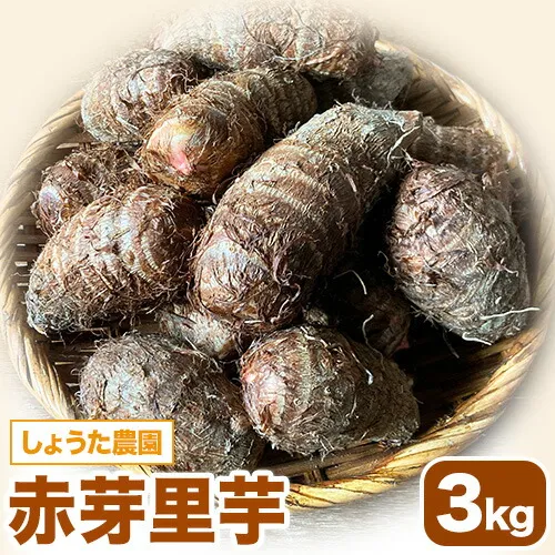 里芋 赤芽里芋 約3kg しょうた農園《11月上旬-3月末頃出荷》福岡県 鞍手町 さといも 里芋 野菜 送料無料