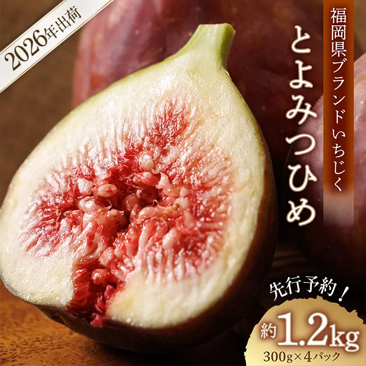 福岡県ブランド いちじく 「 とよみつひめ 」約1.2kg(約300g×4パック) イチジク 無花果 国産 フルーツ 果物 食物繊維 美容 送料無料 3S2