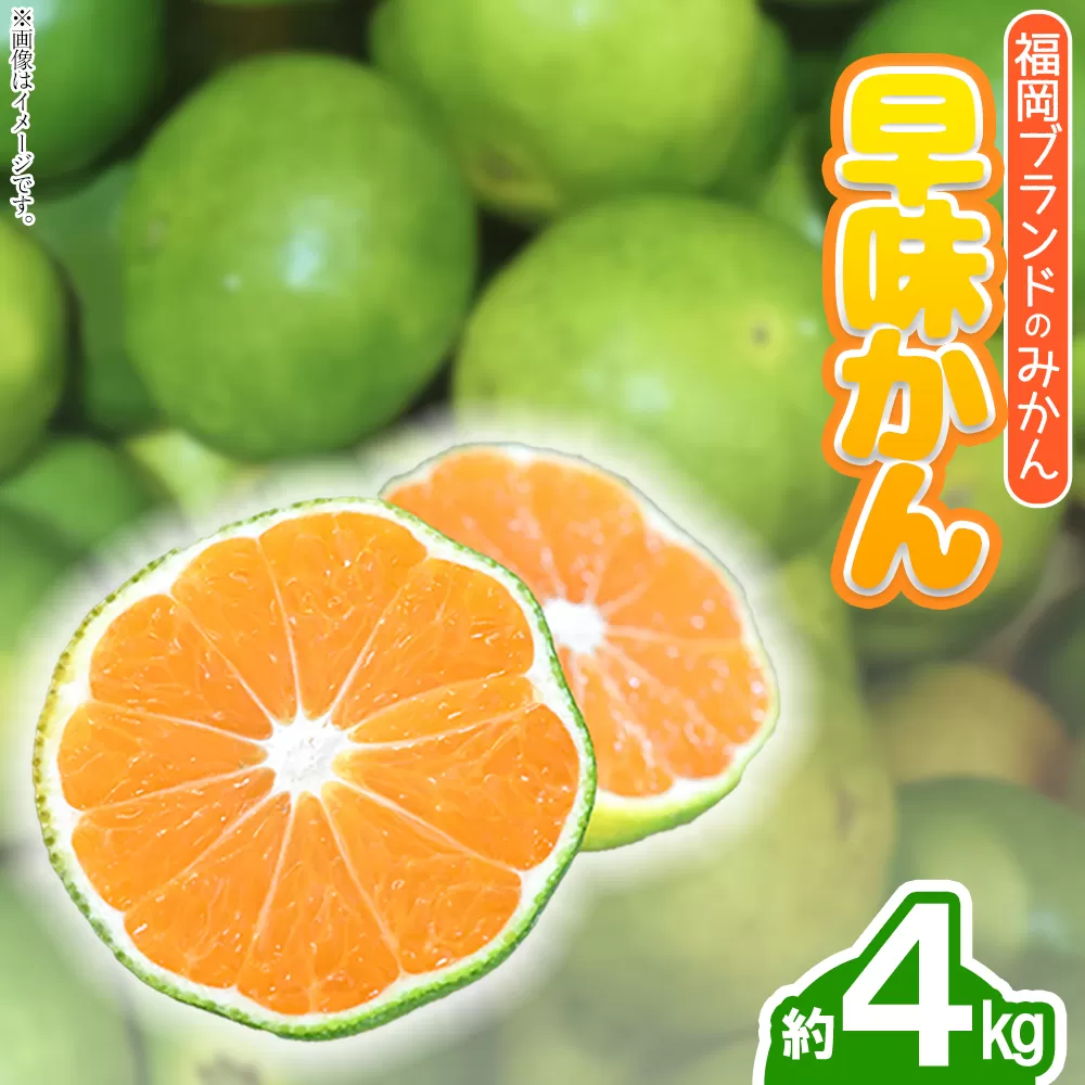 3V17 福岡ブランドみかん・早味かん約4kg