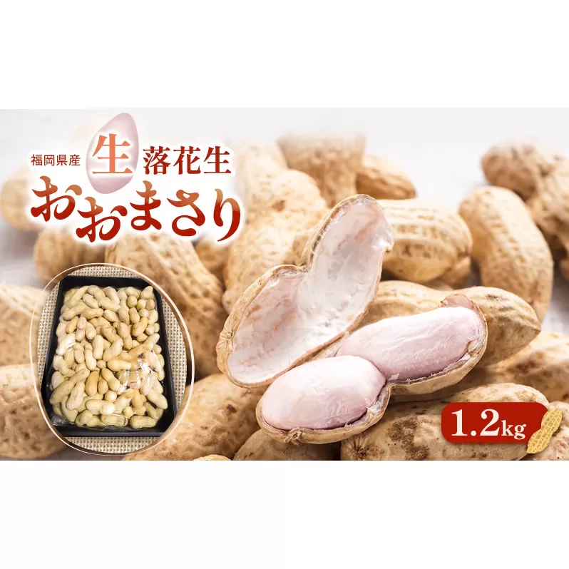 落花生 福岡県産 生落花生 おおまさり 1.2kg  ※配送不可:離島