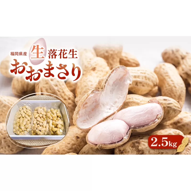 落花生 福岡県産 生落花生 おおまさり 2.5kg ※配送不可:離島
