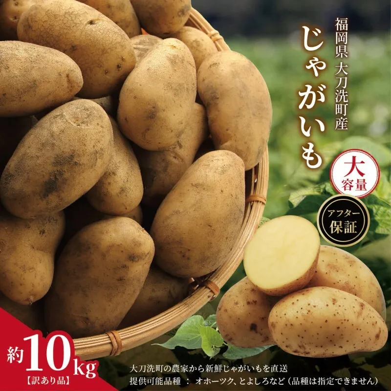 訳あり 大容量 福岡県 大刀洗町産 じゃがいも 約10kg 野菜 ジャガイモ