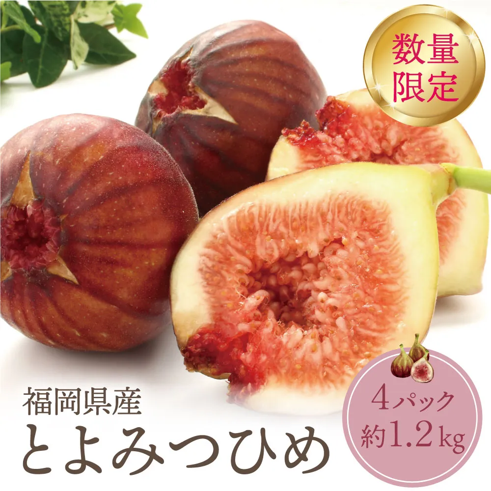 いちじく とよみつひめ 4パック（約1.2kg）福岡県限定 フルーツ 果物 くだもの　★9/30まで★【2026年発送】