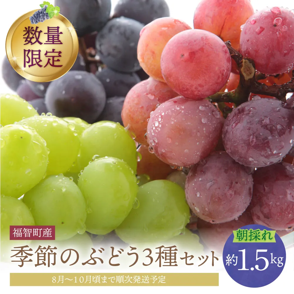 季節のぶどう3種セット 約1.5kg ぶどう 葡萄 福岡県 福智町産 ブランド 果実 送料無料 《 予約受付 》★8/31まで★【2026年発送】