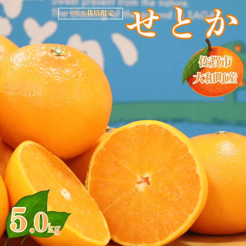 【1月中旬～2月下旬発送】佐賀市大和町産みかん「せとか」：B150-077