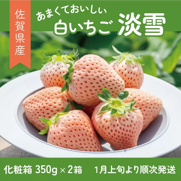 【先行予約】希少価値 佐賀県産 いちご 淡雪 （化粧箱×2箱） フルーツ 果物 旬 苺 白いちご 350g×2P 贈答 化粧箱 ギフト プレゼント 九州 佐賀県 佐賀市 清瀬農園 ：B190-026