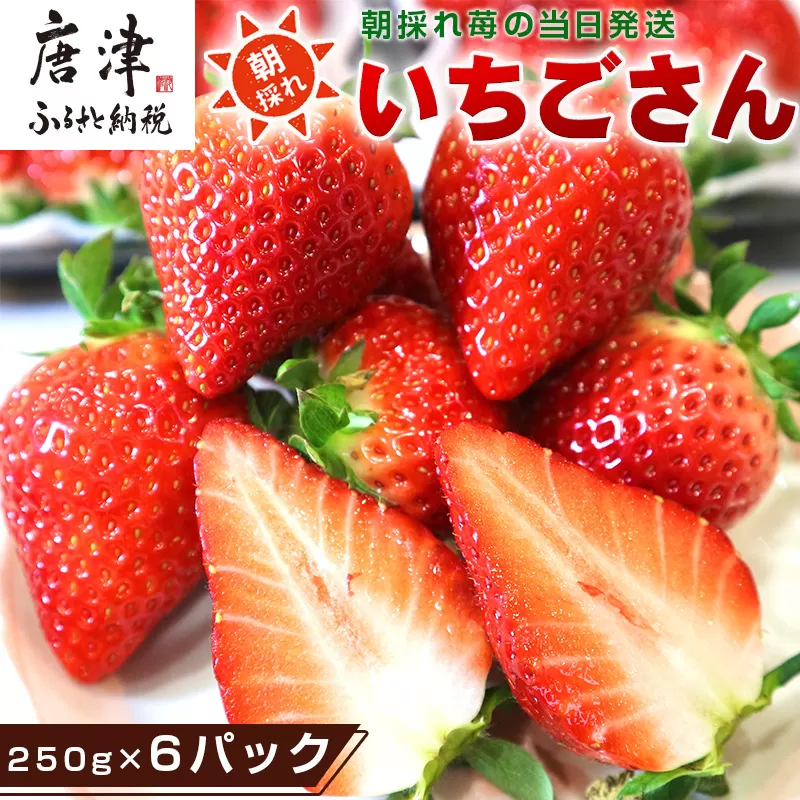 『先行予約』【令和9年3月より順次発送】唐津産 いちごさん 約250g×6パック(合計約1.5kg) 濃厚いちご 苺 イチゴ 果物 フルーツ