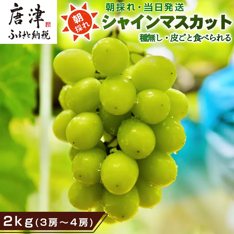 『先行予約』【令和7年9月中旬より順次発送】シャインマスカット2kg 3房〜4房 葡萄 ぶどう 果物 フルーツ スイーツ
