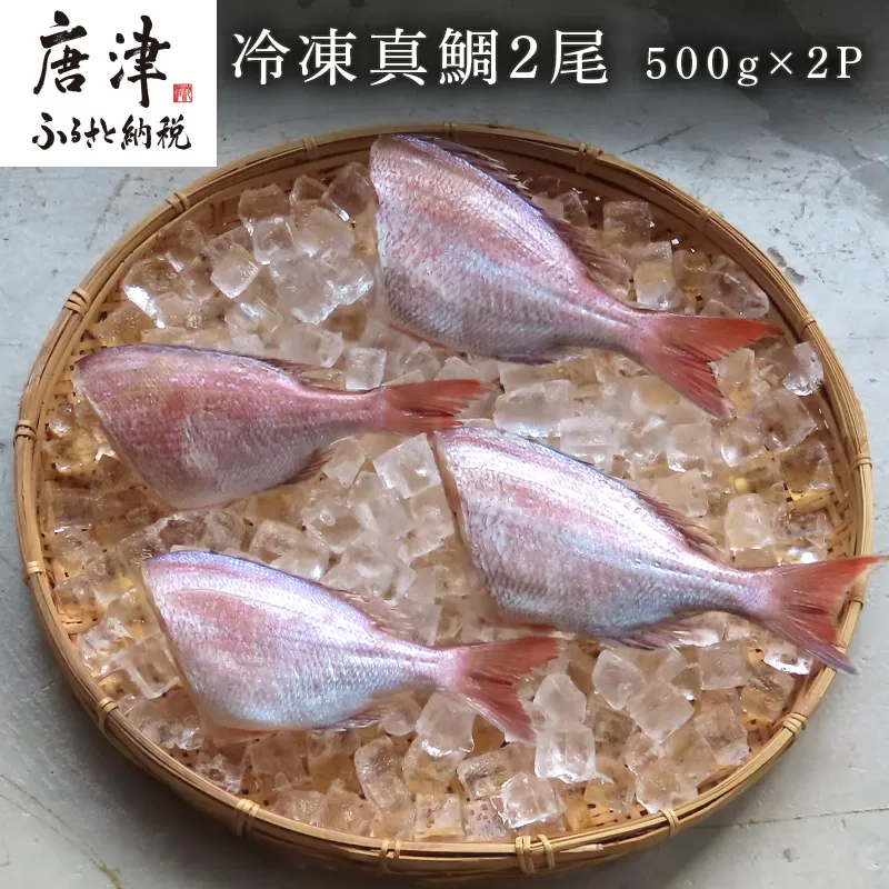 冷凍真鯛 2尾500g×2P(合計1kg) 佐賀県唐津産 天然 真空パック 刺身 煮付 塩焼き