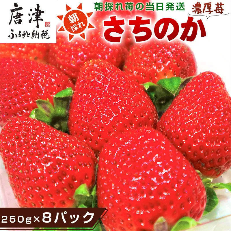 『先行予約』【令和8年2月より順次発送】濃厚苺 さちのか 250g×8パック(合計2kg) 濃厚いちご 苺 イチゴ 果物 フルーツ ビタミン