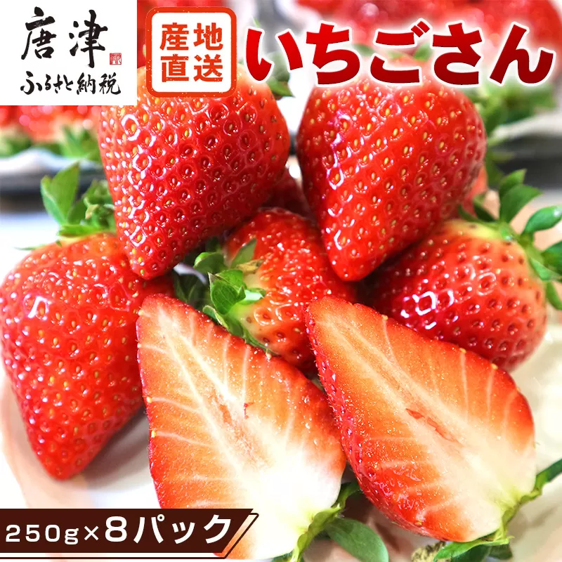 『先行予約』【令和8年4月より順次発送】唐津産 いちごさん 約250g×8パック(合計約2kg) 濃厚いちご 苺 イチゴ 果物 フルーツ