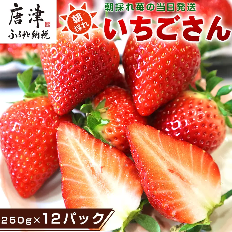 『先行予約』【令和8年4月より順次発送】唐津産 いちごさん 約250g×12パック(合計約3kg) 濃厚いちご 苺 イチゴ 果物 フルーツ