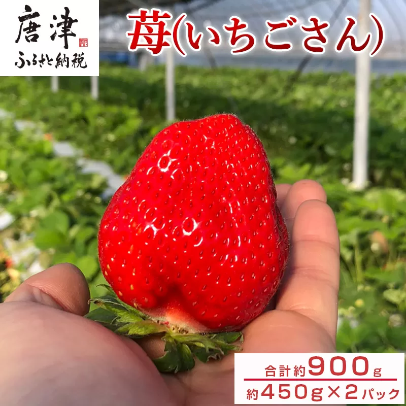 『先行予約』【12月上旬より順次発送】佐賀県唐津産いちごさん約450g×2パック(合計約900g) いちごさん イチゴ 果物