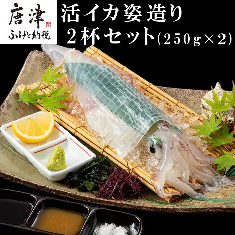 活イカ姿造り中サイズ2杯(250g前後×2)セット！ 鮮度抜群 捌きたて瞬間冷凍 いか活造り 刺身 簡単 呼子 ギフト