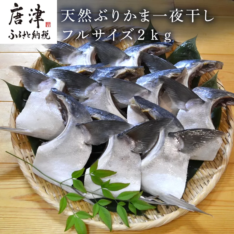 天然ぶりかま一夜干し フルサイズ1食200g×10袋(合計2kg) おかず おつまみ