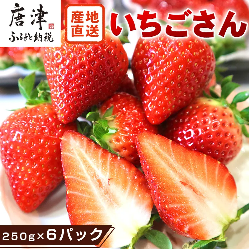 『先行予約』【令和9年3月より順次発送】唐津産 いちごさん 約250g×6パック(合計約1.5kg) 濃厚いちご 苺 イチゴ 果物 フルーツ