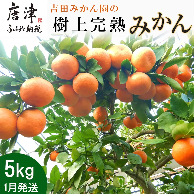 『先行予約』【令和8年1月から発送】吉田みかん園の樹上完熟みかん 5kg 柑橘 ミカン 蜜柑 フルーツ 果物