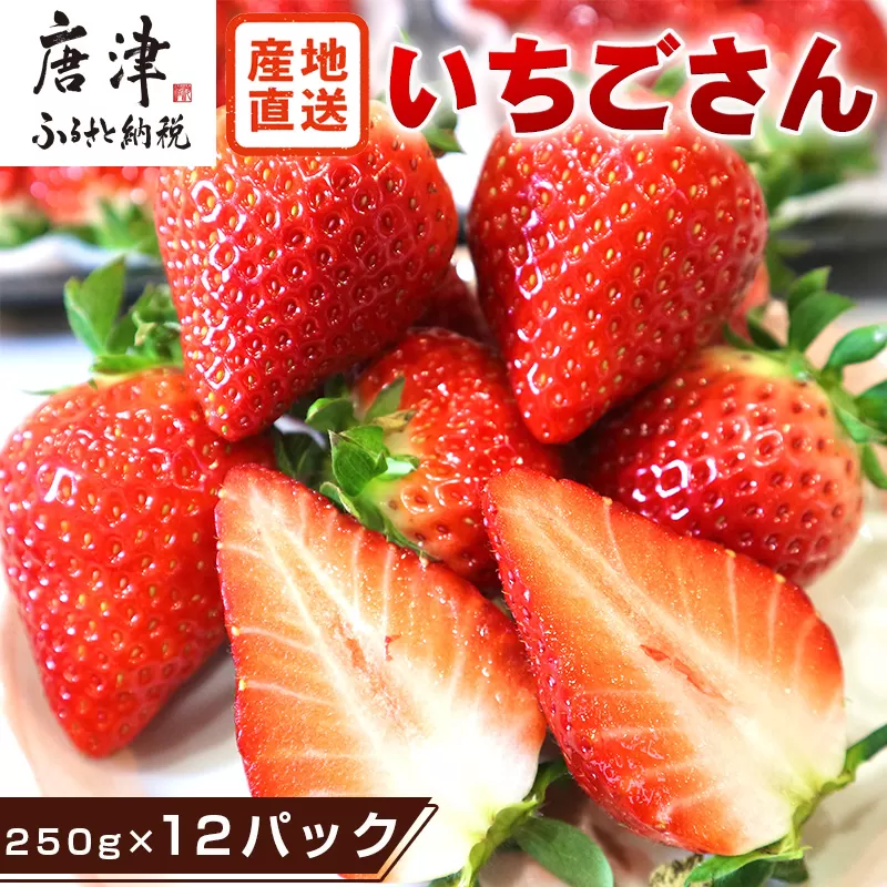 『先行予約』【令和8年3月より順次発送】唐津産 いちごさん 約250g×2パック(合計約500g) 濃厚いちご 苺 イチゴ 果物 フルーツ