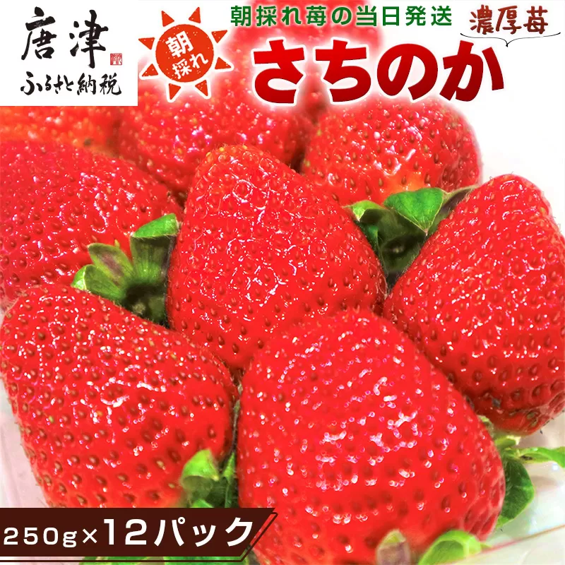 『先行予約』【令和9年1月より順次発送】濃厚苺 さちのか 250g×12パック(合計3kg) 濃厚いちご 苺 イチゴ 果物 フルーツ ビタミン