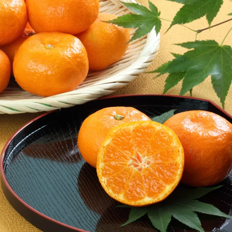 佐賀県産ハウスみかん 1kg 226-B1021