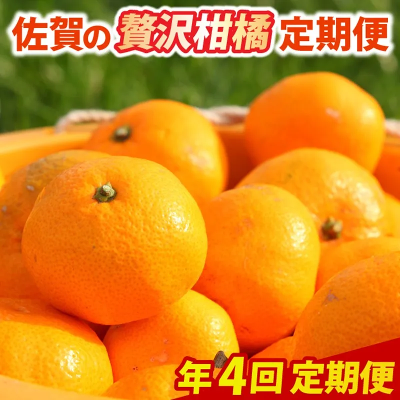【年4回定期便】佐賀の高級柑橘定期便 999-B1023