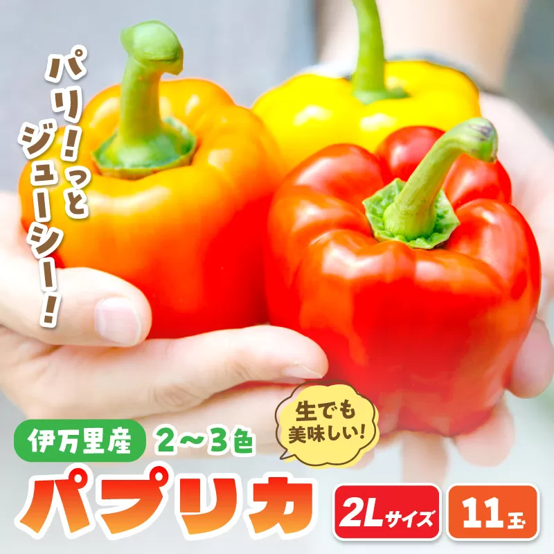 伊万里産 肉厚ジューシー パプリカ 2L サイズ 11玉入 048-B998