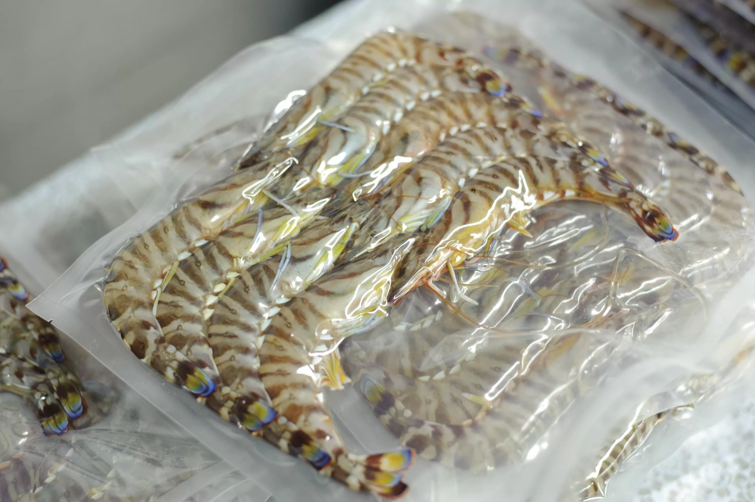 伊万里産 冷凍車海老（訳あり、加熱用、250gx2pc） 010-C198