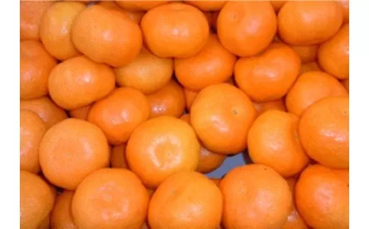 夏場に食べられる！ハウスみかん 1kg 化粧箱入り 003-B727
