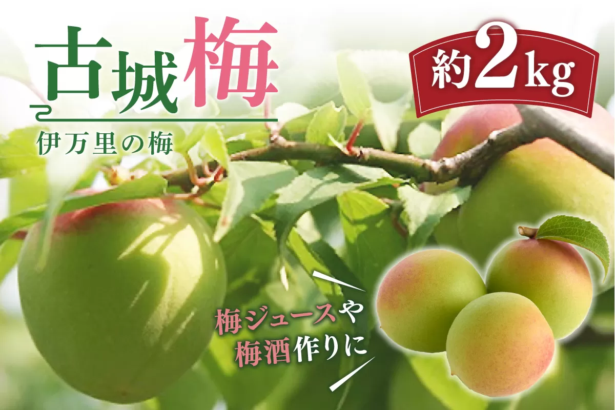 伊万里の梅 古城梅 003-B954