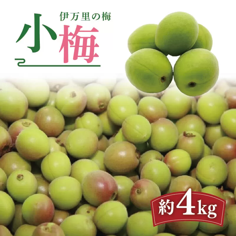 伊万里の梅(小梅) 003-B968