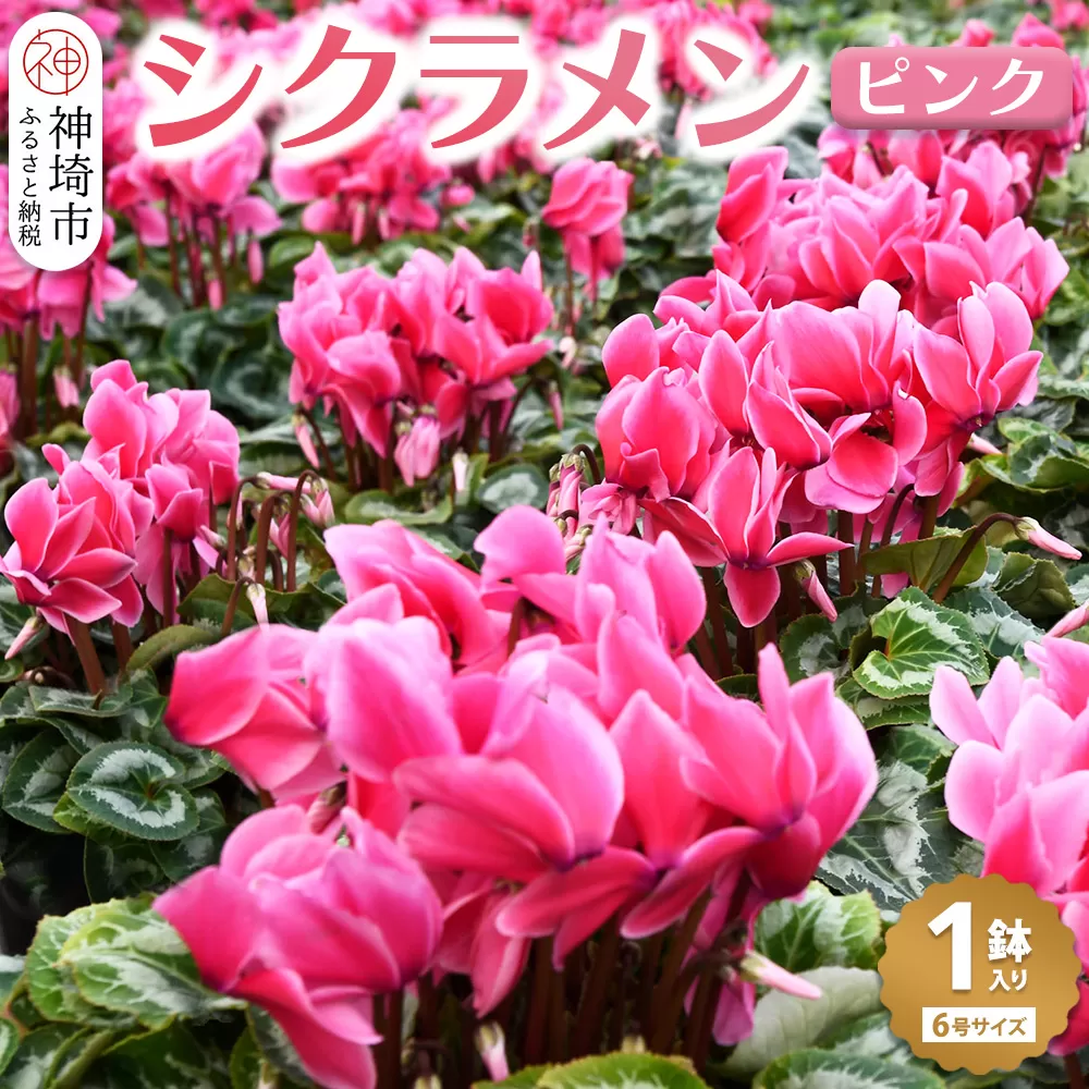 【先行受付11月20日より発送 数量・期間限定】鉢花 シクラメン  ピンク6号鉢【シクラメン 冬のギフト ふるさと納税】(H069111)