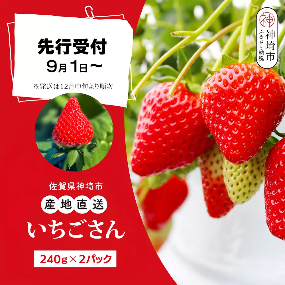 【先行受付 令和7年12月中旬より発送】【農家直送】いちごさん240g×2パック【佐賀県産 国産 人気 いちご おいしい スイーツ 果物 ブランド】(H124101)