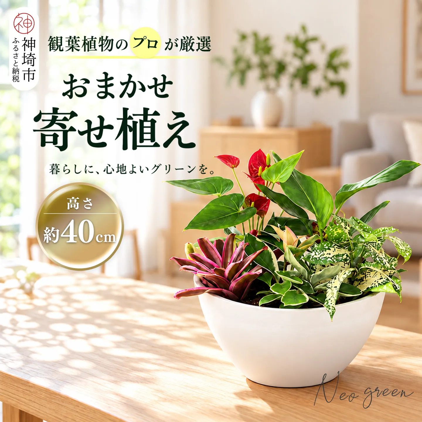 オリジナルアレンジ観葉植物 Mサイズ【寄せ植え インテリア リビング 室内 グリーン 植物 癒し リフレッシュ】 (H086110)