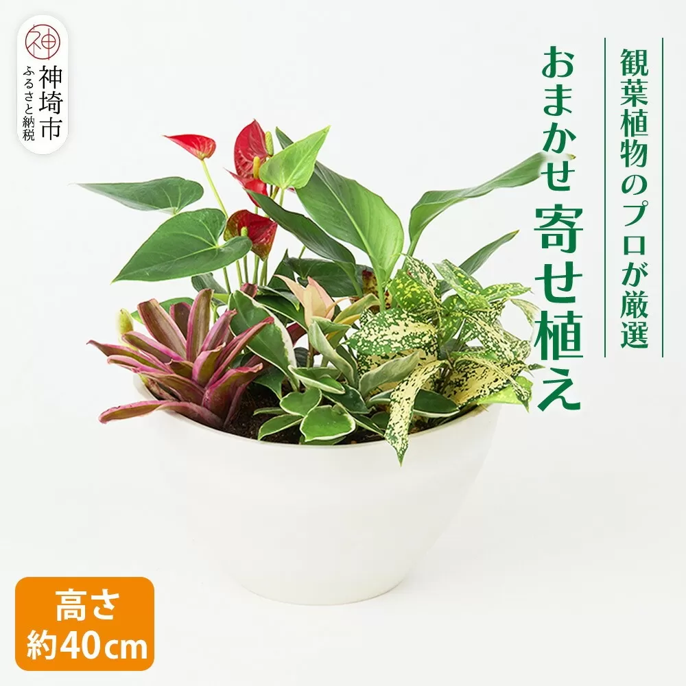 オリジナルアレンジ観葉植物 Mサイズ【寄せ植え インテリア リビング 室内 グリーン 植物 癒し リフレッシュ】 (H086105)