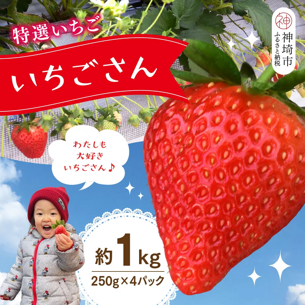 【先行受付 令和9年1月下旬より発送開始】特選いちご(いちごさん) 250g×4パック【苺 イチゴ ブランドいちご 朝採れ デザート スイーツ フルーツ 誕生日ケーキ バレンタイン】(H101107)