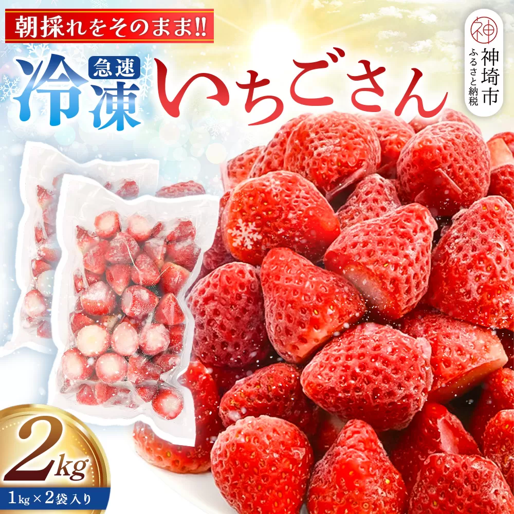 冷凍いちご 2kg(いちごさん)【佐賀県産 ブランド 冷凍いちご フレッシュ 冷凍フルーツ スムージー デザート お菓子作り シャーベット 甘い みずみずしい 無添加】(H126102)