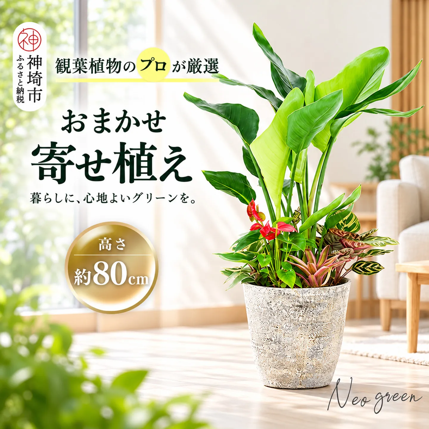 オリジナルアレンジ観葉植物 Lサイズ【寄せ植え インテリア リビング 室内 グリーン 植物 癒し リフレッシュ】 (H086106)