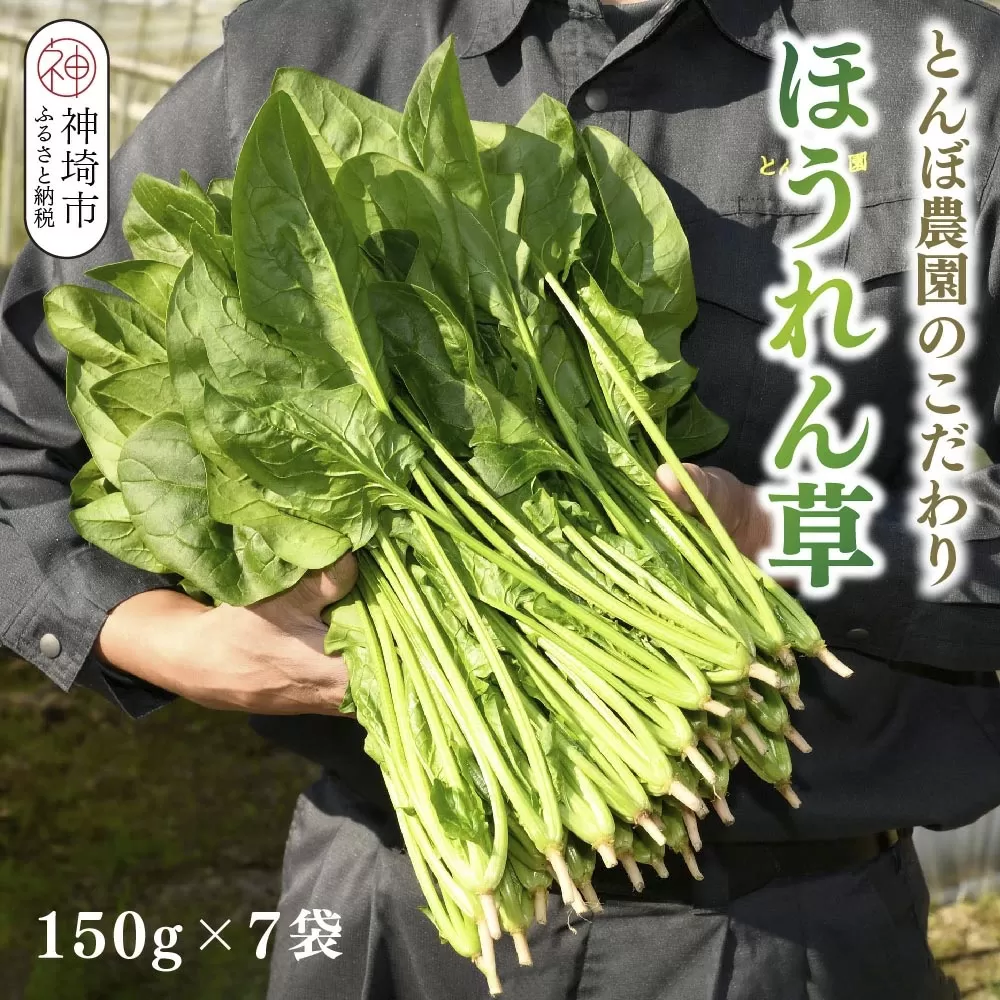 ほうれん草 約1kg（150g x 7袋）【ハウス栽培 産地直送 クール便 佐賀県脊振山麓産】(H091113)